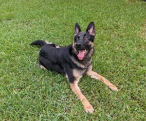 https://petstablished-app-beta.s3.amazonaws.com/uploads/image/image/2800569/PXL_20220903_000615101.jpg