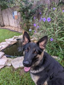https://petstablished-app-beta.s3.amazonaws.com/uploads/image/image/2800568/PXL_20220903_125643414.jpg