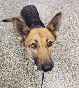 https://petstablished-app-beta.s3.amazonaws.com/uploads/image/image/2267451/Roxy.jpg