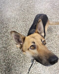 https://petstablished-app-beta.s3.amazonaws.com/uploads/image/image/2267447/Roxy_1.jpg
