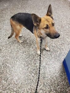 https://petstablished-app-beta.s3.amazonaws.com/uploads/image/image/2267449/Roxy_3.jpg