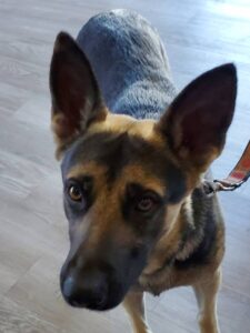 https://petstablished-app-beta.s3.amazonaws.com/uploads/image/image/2984172/Sherman.jpg
