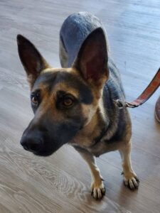 https://petstablished-app-beta.s3.amazonaws.com/uploads/image/image/2984173/Sherman_1.jpg