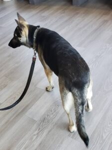 https://petstablished-app-beta.s3.amazonaws.com/uploads/image/image/2984174/Sherman_2.jpg