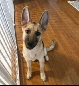 https://petstablished-app-beta.s3.amazonaws.com/uploads/image/image/2952304/Tango.jpg
