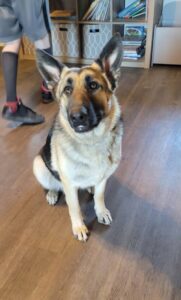 https://petstablished-app-beta.s3.amazonaws.com/uploads/image/image/2376495/Xena_2.jpg