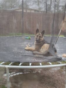 https://petstablished-app-beta.s3.amazonaws.com/uploads/image/image/2376497/Xena_3.jpg