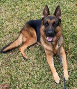 https://petstablished-app-beta.s3.amazonaws.com/uploads/image/image/3036910/Adler_2.jpg