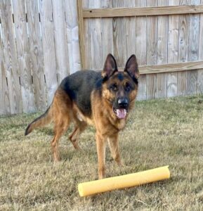 https://petstablished-app-beta.s3.amazonaws.com/uploads/image/image/3039493/E3CC8DBB-7A0F-4A1B-A4A8-6A556233B32D.jpeg