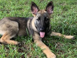 https://petstablished-app-beta.s3.amazonaws.com/uploads/image/image/2514902/image.jpg