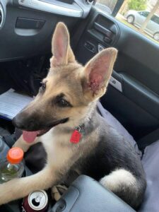 https://petstablished-app-beta.s3.amazonaws.com/uploads/image/image/2487187/image.jpg