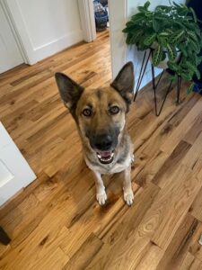 https://petstablished-app-beta.s3.amazonaws.com/uploads/image/image/2357862/image0.jpeg