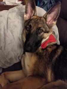 https://petstablished-app-beta.s3.amazonaws.com/uploads/image/image/2272453/image000001.jpg