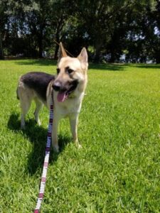 https://petstablished-app-beta.s3.amazonaws.com/uploads/image/image/2661821/image000002.jpg