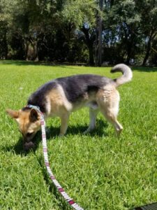 https://petstablished-app-beta.s3.amazonaws.com/uploads/image/image/2661822/image000004.jpg