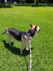 https://petstablished-app-beta.s3.amazonaws.com/uploads/image/image/2661823/image000005.jpg
