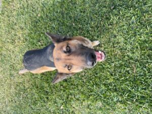 https://petstablished-app-beta.s3.amazonaws.com/uploads/image/image/2357863/image1.jpeg