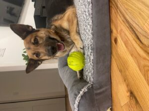 https://petstablished-app-beta.s3.amazonaws.com/uploads/image/image/2357864/image2.jpeg