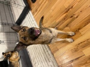 https://petstablished-app-beta.s3.amazonaws.com/uploads/image/image/2357865/image3.jpeg