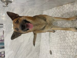 https://petstablished-app-beta.s3.amazonaws.com/uploads/image/image/2357866/image4.jpeg