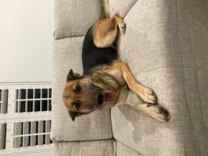 https://petstablished-app-beta.s3.amazonaws.com/uploads/image/image/2357867/image5.jpeg