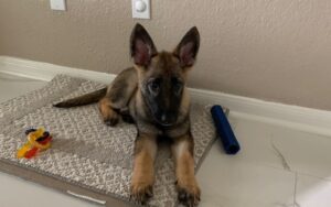 https://petstablished-app-beta.s3.amazonaws.com/uploads/image/image/2514904/image__2_.jpg