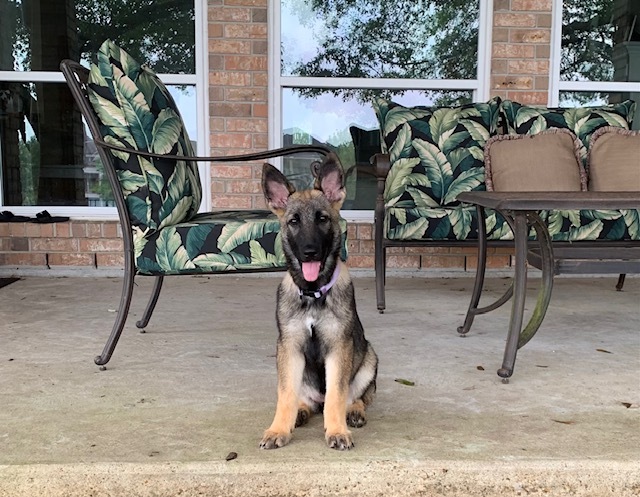 https://petstablished-app-beta.s3.amazonaws.com/uploads/image/image/2514903/image__3_.jpg