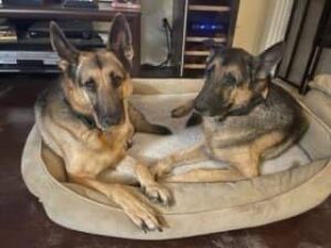 https://petstablished-app-beta.s3.amazonaws.com/uploads/image/image/3012440/Lady_Jae_and_Pluto.jpg