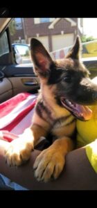 https://petstablished-app-beta.s3.amazonaws.com/uploads/image/image/2368012/part0.jpg