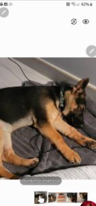 https://petstablished-app-beta.s3.amazonaws.com/uploads/image/image/2368013/part0__1_.jpg