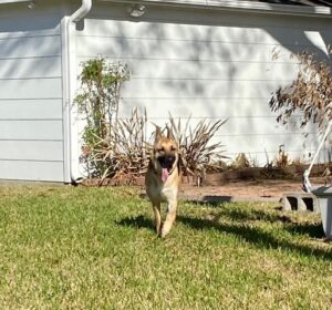 https://petstablished-app-beta.s3.amazonaws.com/uploads/image/image/3064570/IMG_0887.jpeg