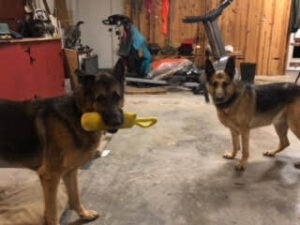 https://petstablished-app-beta.s3.amazonaws.com/uploads/image/image/3102747/lady_jae_and_pluto.jpeg