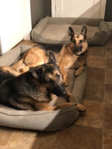 https://petstablished-app-beta.s3.amazonaws.com/uploads/image/image/3102734/lady_jae_and_pluto2.jpeg