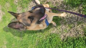 https://petstablished-app-beta.s3.amazonaws.com/uploads/image/image/3163509/20230219_092519.jpg