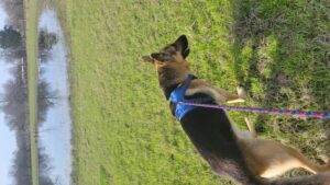 https://petstablished-app-beta.s3.amazonaws.com/uploads/image/image/3163510/20230219_092646.jpg