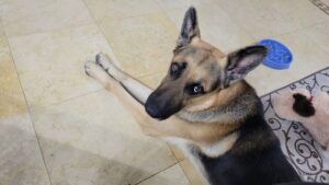 https://petstablished-app-beta.s3.amazonaws.com/uploads/image/image/3163514/20230221_060411.jpg