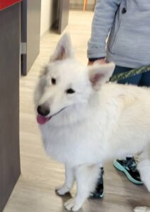 https://petstablished-app-beta.s3.amazonaws.com/uploads/image/image/3138398/Alabaster_1.jpg
