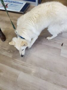 https://petstablished-app-beta.s3.amazonaws.com/uploads/image/image/3138400/Alabaster_3.jpg