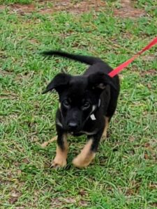 https://petstablished-app-beta.s3.amazonaws.com/uploads/image/image/3112524/Benny_1.jpg