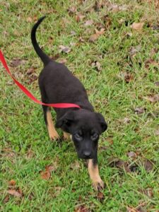 https://petstablished-app-beta.s3.amazonaws.com/uploads/image/image/3112525/Benny_3.jpg