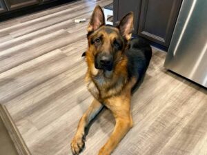 https://petstablished-app-beta.s3.amazonaws.com/uploads/image/image/3127311/IMG_2628.jpeg