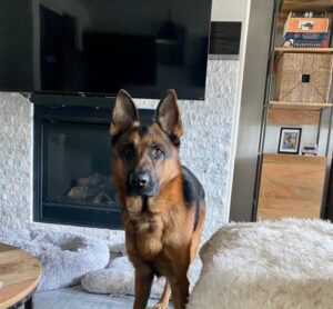 https://petstablished-app-beta.s3.amazonaws.com/uploads/image/image/3127314/IMG_2644.jpeg