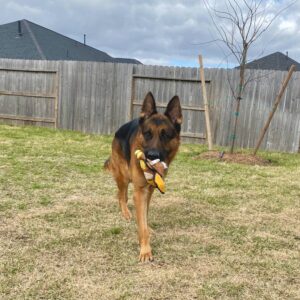 https://petstablished-app-beta.s3.amazonaws.com/uploads/image/image/3127317/IMG_2652.jpeg