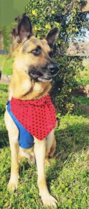 https://petstablished-app-beta.s3.amazonaws.com/uploads/image/image/3163516/Resized_Resized_Polish_20230221_153243105.jpeg