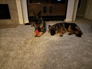 https://petstablished-app-beta.s3.amazonaws.com/uploads/image/image/3155607/roux1.jpg