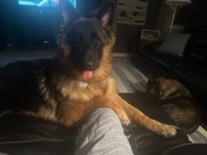 https://petstablished-app-beta.s3.amazonaws.com/uploads/image/image/3155608/roux2.jpg