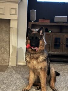 https://petstablished-app-beta.s3.amazonaws.com/uploads/image/image/3155609/roux3.jpg