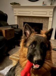 https://petstablished-app-beta.s3.amazonaws.com/uploads/image/image/3155610/roux4.jpg