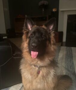 https://petstablished-app-beta.s3.amazonaws.com/uploads/image/image/3170032/Roux_3.jpeg
