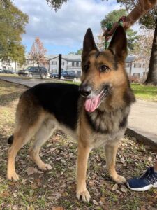 https://petstablished-app-beta.s3.amazonaws.com/uploads/image/image/3076787/Thor_1.jpg
